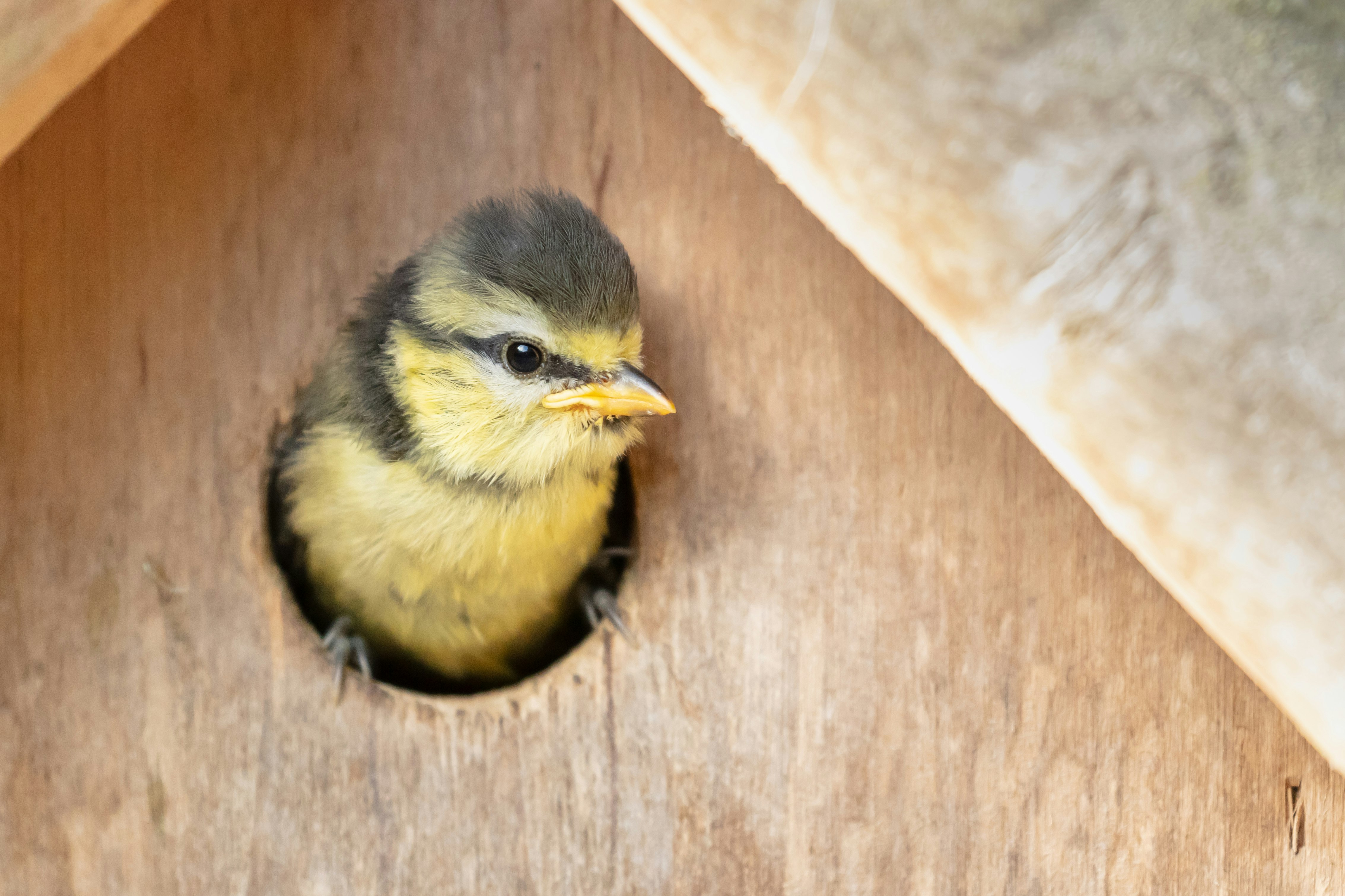 yellow and black bird on brown wooden surface